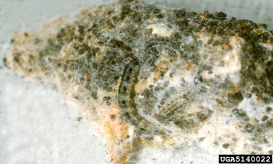 apple ermine moth, Yponomeuta malinellus  (Lepidoptera: Yponomeutidae) - 5140022