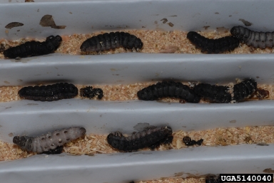 Egyptian cottonworm, Spodoptera littoralis  (Lepidoptera: Noctuidae) - 5140040