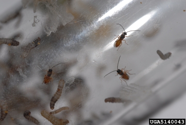 Braconid wasp, Microplitis rufiventris  (Hymenoptera: Braconidae) - 5140043