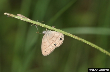 Carolina satyr, Hermeuptychia sosybius  (Lepidoptera: Nymphalidae) - 5140070