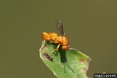 chalcid wasps,    (Hymenoptera: Chalcididae) - 5140095