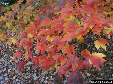 red maple, Acer rubrum  (Sapindales: Aceraceae) - 5141013