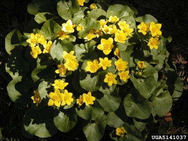 yellow marsh marigold, Caltha palustris  (Ranunculales: Ranunculaceae) - 5141037