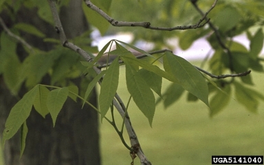 shagbark hickory, Carya ovata  (Juglandales: Juglandaceae) - 5141040