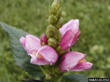red turtlehead, Chelone obliqua  (Scrophulariales: Scrophulariaceae) - 5141052