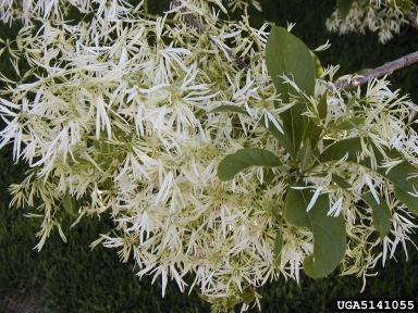 white fringetree, Chionanthus virginicus  (Scrophulariales: Oleaceae) - 5141055