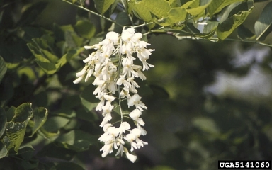 Kentucky yellowwood, Cladrastis kentukea  (Fabales: Fabaceae (Leguminosae)) - 5141060