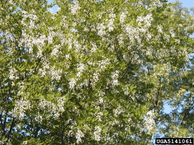 Kentucky yellowwood, Cladrastis kentukea  (Fabales: Fabaceae (Leguminosae)) - 5141061
