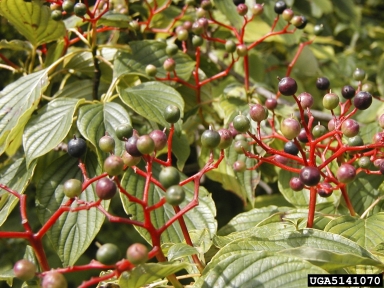 alternateleaf dogwood, Cornus alternifolia  (Cornales: Cornaceae) - 5141070