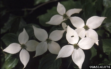 Kousa dogwood, Cornus kousa  (Cornales: Cornaceae) - 5141076