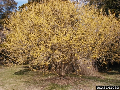 Asiatic dogwood, Cornus officinalis  (Cornales: Cornaceae) - 5141083