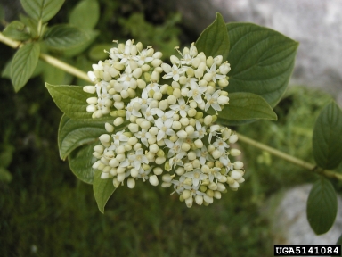 dogwood, Cornus stolonifera  (Cornales: Cornaceae) - 5141084