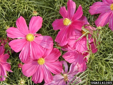 cosmos, Cosmos spp.  (Asterales: Asteraceae) - 5141085