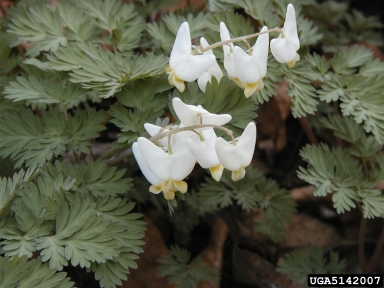 dutchman's breeches, Dicentra cucullaria  (Papaverales: Fumariaceae) - 5142007