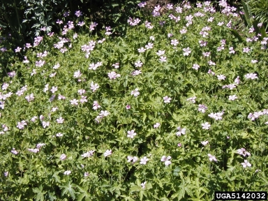 wild geranium, Geranium maculatum  (Geraniales: Geraniaceae) - 5142032