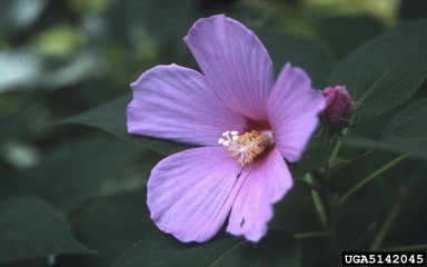 crimsoneyed rosemallow, Hibiscus moscheutos  (Malvales: Malvaceae) - 5142045