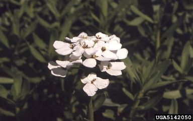 evergreen candytuft, Iberis sempervirens  (Capparales: Brassicaceae) - 5142050