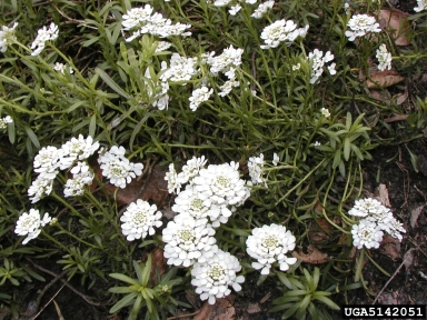 evergreen candytuft, Iberis sempervirens  (Capparales: Brassicaceae) - 5142051