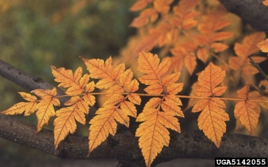 goldenrain tree, Koelreuteria paniculata  (Sapindales: Sapindaceae) - 5142055