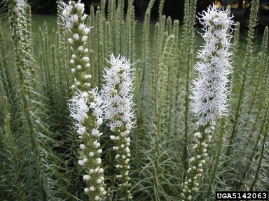 blazing star, Liatris spp.  (Asterales: Asteraceae) - 5142063