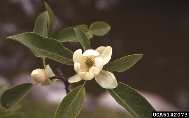 sweetbay, Magnolia virginiana  (Magnoliales: Magnoliaceae) - 5142073