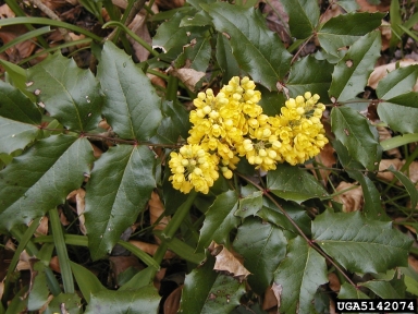 mountain grape, Mahonia aquifolium  (Ranunculales: Berberidaceae) - 5142074