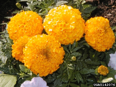 marigold, Tagetes spp.  (Asterales: Asteraceae) - 5142076