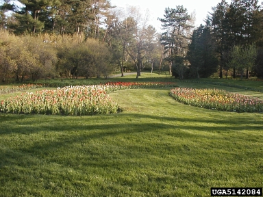 tulip, Tulipa spp.  (Liliales: Liliaceae) - 5142084