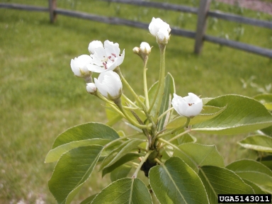 pear, Pyrus spp.  (Rosales: Rosaceae) - 5143011
