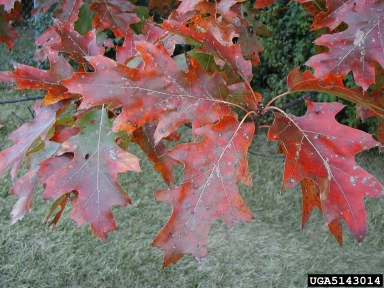 northern red oak, Quercus rubra  (Fagales: Fagaceae) - 5143014