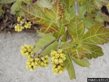 fragrant sumac, Rhus aromatica  (Sapindales: Anacardiaceae) - 5143015