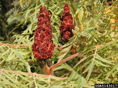 staghorn sumac, Rhus typhina  (Sapindales: Anacardiaceae) - 5143017