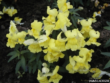 snapdragon, Antirrhinum majus  (Plantaginales: Plantaginaceae) - 5143028