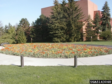 tulip, Tulipa spp.  (Liliales: Liliaceae) - 5143048