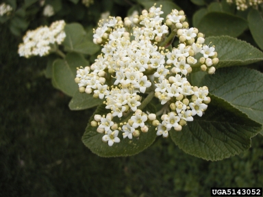 wayfaringtree, Viburnum lantana  (Dipsacales: Caprifoliaceae) - 5143052