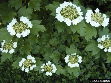 European cranberrybush, Viburnum opulus var. opulus (Dipsacales: Caprifoliaceae) - 5143055