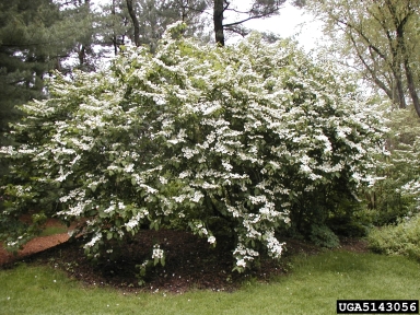European cranberrybush, Viburnum opulus var. opulus (Dipsacales: Caprifoliaceae) - 5143056