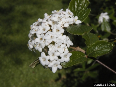 Burkwood's viburnum, Viburnum x burkwoodii  (Dipsacales: Caprifoliaceae) - 5143066