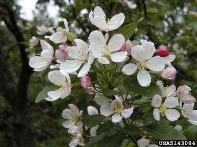 crabapple and apple, Malus spp.  (Rosales: Rosaceae) - 5143084
