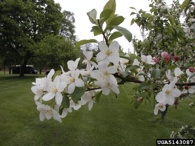 crabapple and apple, Malus spp.  (Rosales: Rosaceae) - 5143087