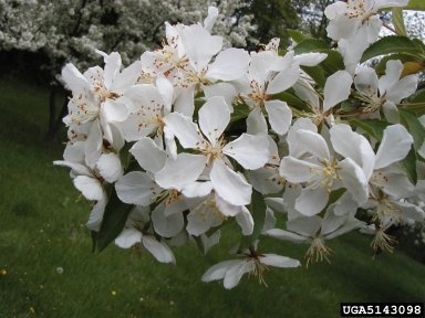 crabapple and apple, Malus spp.  (Rosales: Rosaceae) - 5143098