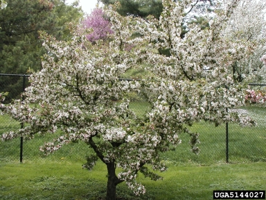 crabapple and apple, Malus spp.  (Rosales: Rosaceae) - 5144027