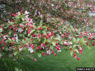 crabapple and apple, Malus spp.  (Rosales: Rosaceae) - 5144033