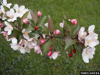 crabapple and apple, Malus spp.  (Rosales: Rosaceae) - 5144044