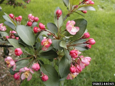 crabapple and apple, Malus spp.  (Rosales: Rosaceae) - 5144045