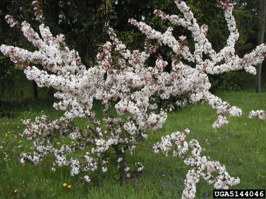 crabapple and apple, Malus spp.  (Rosales: Rosaceae) - 5144046