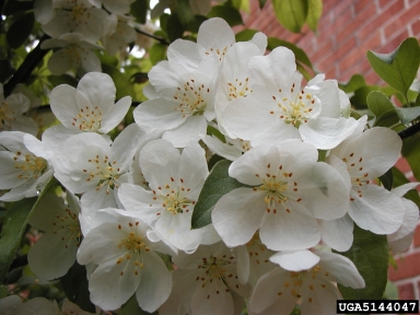 crabapple and apple, Malus spp.  (Rosales: Rosaceae) - 5144047
