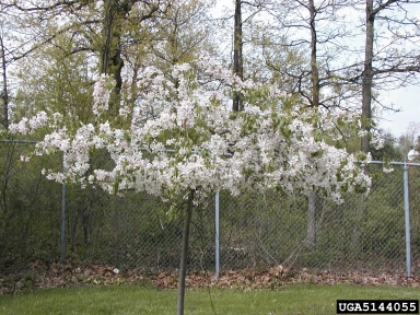 crabapple and apple, Malus spp.  (Rosales: Rosaceae) - 5144055