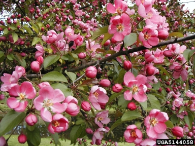 crabapple and apple, Malus spp.  (Rosales: Rosaceae) - 5144058
