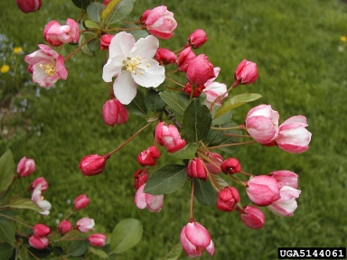 crabapple and apple, Malus spp.  (Rosales: Rosaceae) - 5144061
